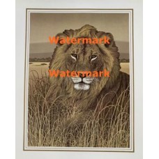 King of the Jungle  - XS3300  -  PRINT