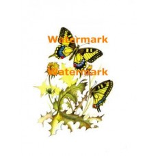 Butterflies  - XD2668  -  PRINT