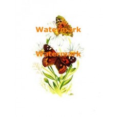 Butterflies  - XD2669  -  PRINT