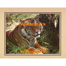 Majestic Tiger  - #XKFL2117  -  PRINT