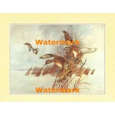 American Widgeon  - XKFL2506  -  PRINT