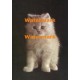 Fluffy  - XKD2087  -  PRINT