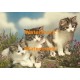 Feline Trio  - XKD2088  -  PRINT