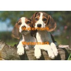 Canine Duet  - #XKD2089  -  PRINT