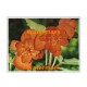 Orange Begonia  - #XKFL2001  -  PRINT