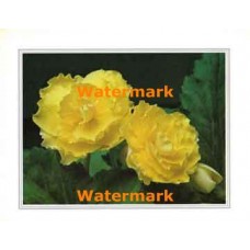 Yellow Roses  - #XKFL2002  -  PRINT