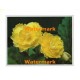 Yellow Roses  - #XKFL2002  -  PRINT