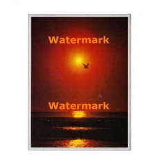 Seagull Sunset  - #XKFL2007  -  PRINT
