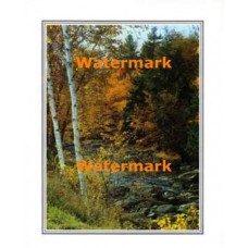 Birch Stream  - XKFL2012  -  PRINT