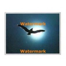 Gliding Gull  - XKFL2013  -  PRINT