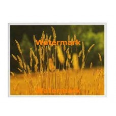 Golden Harvest  - #XKFL2016  -  PRINT