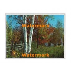 Birch Haven  - XKFL2024  -  PRINT