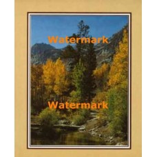 Woodland Stream  - #XKFL2103  -  PRINT