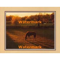 Thoroughbred Pasture  - #XKFL2104  -  PRINT