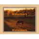 Thoroughbred Pasture  - #XKFL2104  -  PRINT