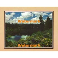 Woodland Vista  - #XKFL2105  -  PRINT