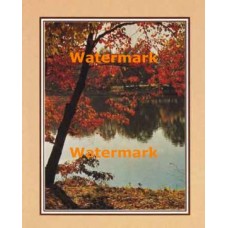 Autumn Leaves  - XKFL2108  -  PRINT