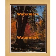 Autumn Stream  - XKFL2113  -  PRINT