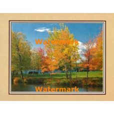 Changing Leaves  - XKFL2119  -  PRINT