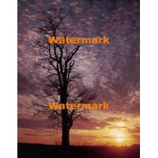 Lonely Sentinel  - #XKL2073  -  PRINT