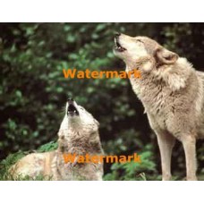 Wolves In The Wilderness  - #XKL2861  -  PRINT