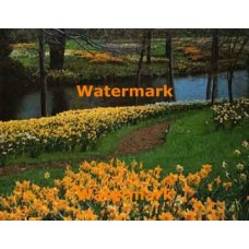 Floral Park  - #XKL2901  -  PRINT