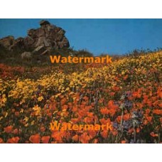 Hills of Flowers  - #XKL2902  -  PRINT