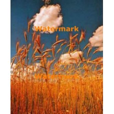 Field of Gold  - XKL2910  -  PRINT