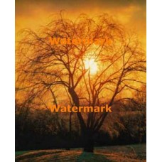 Golden Sky  - #XKL2911  -  PRINT