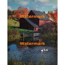 Duck Pond  - XKL2913  -  PRINT