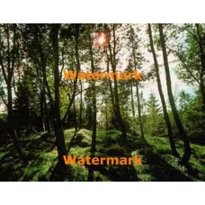Green Trees  - XKL2919  -  PRINT