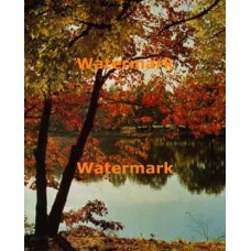 Autumn Leaves  - XKLLAM2108  -  PHOTO PRINT