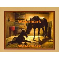 Mother & Foal  - #XKLLAM2145  -  PHOTO PRINT