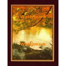 Swan Lake  - #XKLLAM2149  -  PHOTO PRINT