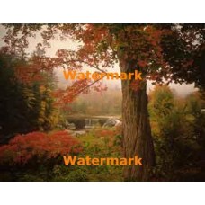 Autumn Foliage  - XKLLAM2216  -  PHOTO PRINT