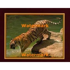 Dunkin' Tiger  - XKLLAM2150  -  PRINT