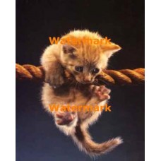 Kitten On A Rope  - #XKLLAM2218  -  PRINT