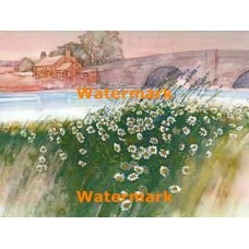 Field of Daisies  - XBSC2992  -  PRINT