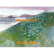 Field of Daisies  - XBSC2994  -  PRINT
