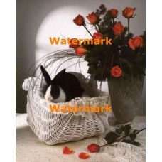 1.  Bunny in Wicker II  - #XAR2921  -  PRINT