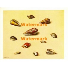 Sea Shell Collection  - #XD7172  -  PRINT