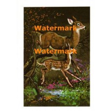 Deer  - XD7738  -  PRINT