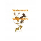 Bird  - XD8060  -  PRINT