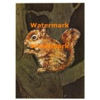 Cuddly Critters  - XD8264  -  PRINT