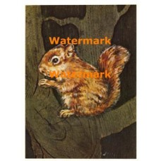 Cuddly Critters  - XD8264  -  PRINT