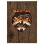 Cuddly Critters  - XD8268  -  PRINT