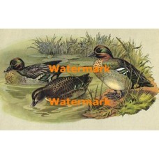 Green-Wing Teal  - XKE1241  -  PRINT
