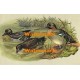 Green-Wing Teal  - XKE1241  -  PRINT