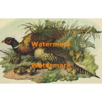 Pheasant Family  - #XKE1243  -  PRINT