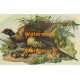 Pheasant Family  - #XKE1243  -  PRINT